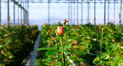Cultivarea trandafirilor într-o floră de seră cum să crească pentru vânzare, îngrijire și tehnologie cu propriile mâini,