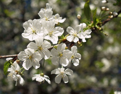 Cherry Ordinary - Plante pentru grădina japoneză