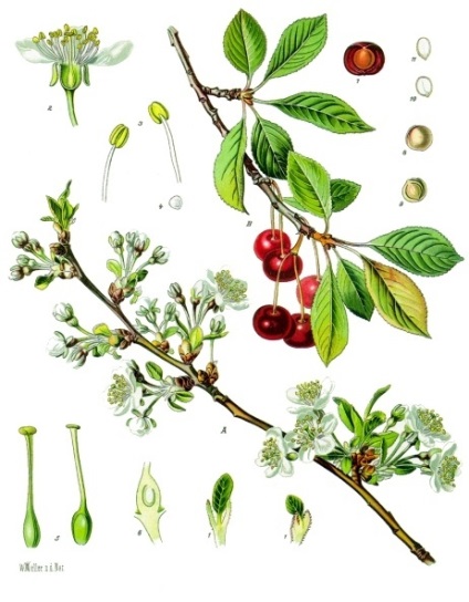 Cherry Ordinary - Plante pentru grădina japoneză