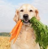 Vitamine și minerale în dieta câinilor, sănătate, o revistă despre câini