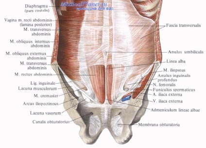 Musculatura oblică și transversală interioară