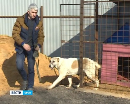 În vultur, antreprenorul a decis să deschidă un adăpost pentru animalele abandonate