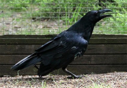 Crow, cioara neagra (corvus corax), cresterea puietului, cioara, hranirea continutului de cioara