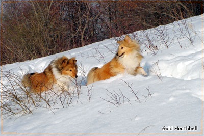 Egy sheltie kölyök emelése