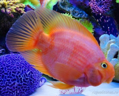Restaurarea culorii peștelui - forum pentru acvaristi