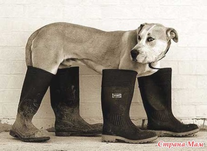 De ce pantofii de câine au un dulap pentru animalul nostru de companie (câini, pisici) - mame de țară