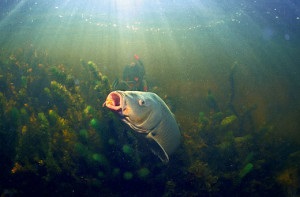 Lélegzet tartja a víz alatti vadászatot