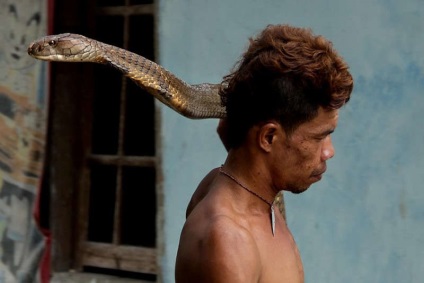 Charmerul de șarpe a prins două cobra de 4 metri și cu mâinile goale și-a îndepărtat dinții otrăviți, naibii
