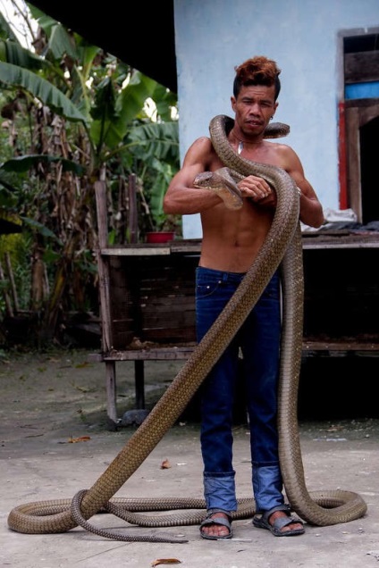 Charmerul de șarpe a prins două cobra de 4 metri și cu mâinile goale și-a îndepărtat dinții otrăviți, naibii