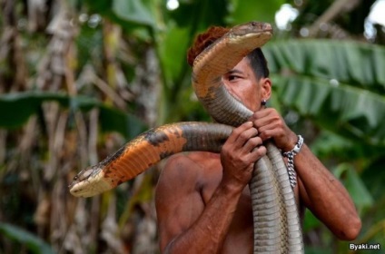 Charmer de șarpe a prins două cobra de 4 metri și și-a îndepărtat dinții (18 fotografii)