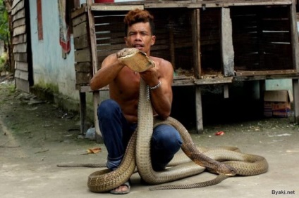 Charmer de șarpe a prins două cobra de 4 metri și și-a îndepărtat dinții (18 fotografii)