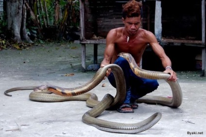 A kígyózó két 4 méteres kobrát fogott és eltávolította a fogait (18 kép)