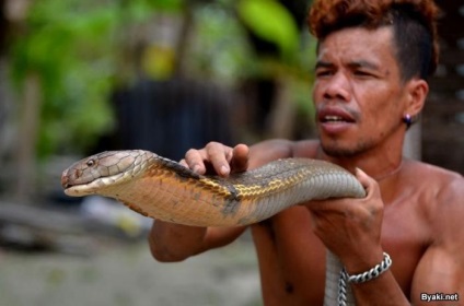 Charmer de șarpe a prins două cobra de 4 metri și și-a îndepărtat dinții (18 fotografii)