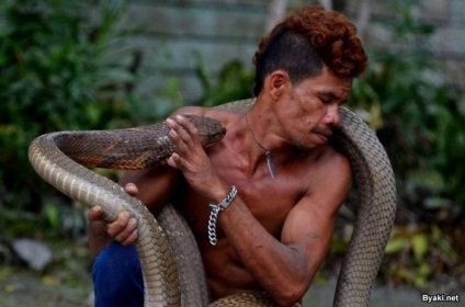 A kígyózó két 4 méteres kobrát fogott és eltávolította a fogait (18 kép)