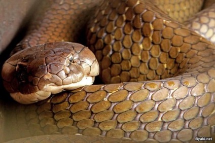 Charmer de șarpe a prins două cobra de 4 metri și și-a îndepărtat dinții (18 fotografii)