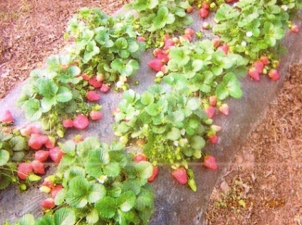 Căpșuni de vânzare - grădini siberia