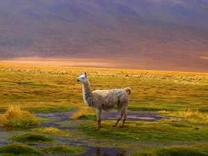 Blănuri de dame din lână alpaca - femeie