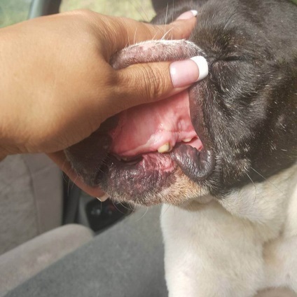 Animalele pe care le-a găsit pe dump un câine uriaș cu dinți despicați