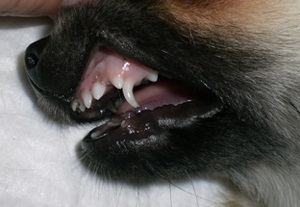 Dinți de la un câine - sfatul unui medic veterinar