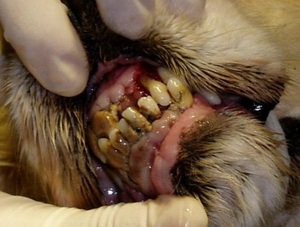 Dinți de la un câine - sfatul unui medic veterinar