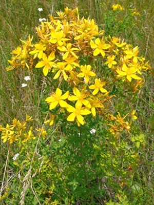 St. John's wort hasznos tulajdonságai és ellenjavallatai