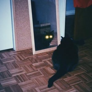 10 Fotók, amelyek igazolják, hogy a macskák valójában démonok