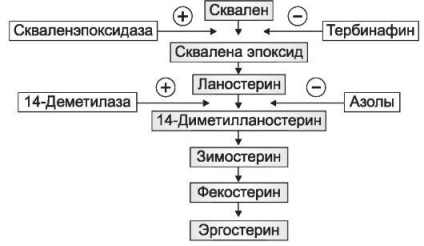 10 Mg)