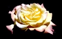 10 Sfaturi pentru tăierea și prelungirea duratei de viață a trandafirilor - portalul de flori este grădina dvs.!