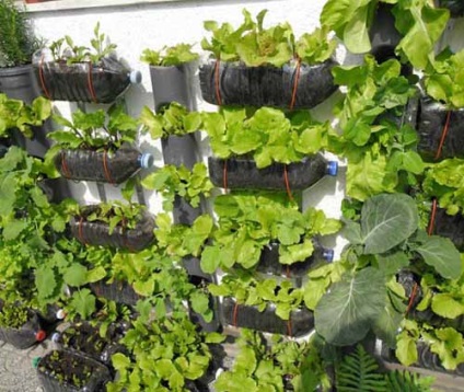 15 Idei pentru cabane verticale grădină de sticle de plastic