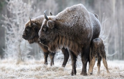 22 Érdekes tények a hó leopárdokról