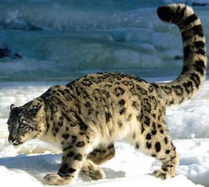 22 Interesante despre leoparzii de zăpadă