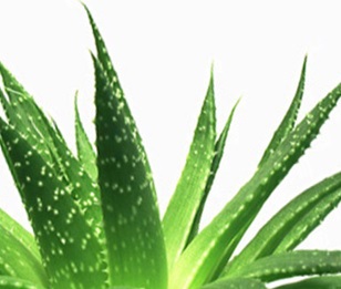 22 motive pentru a cumpăra Aloe Vera Gel - organicway