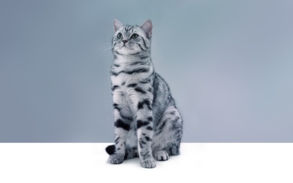 7 Indicatori de bază ai sănătății pisicilor - îngrijirea animalelor de companie kbr