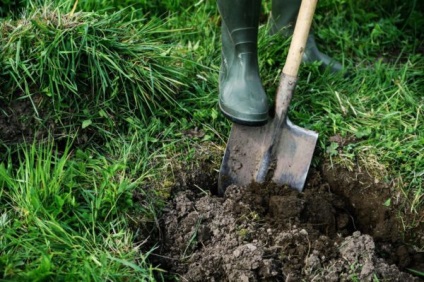 A sárgabarackfenyő leírása és jellemzése a fajta, előnyei és hátrányai, jellemzői az ültetés és