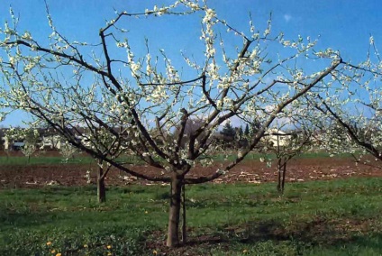 Regula de ananas de caise pentru cultivarea pomilor fructiferi