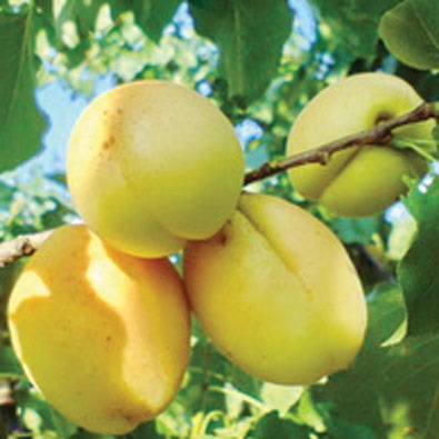 Regula de ananas de caise pentru cultivarea pomilor fructiferi