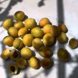 Sárgabarack fajta ananász leírása, a termesztés jellemzői, fényképes áttekintések