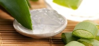 Aloe vera proprietăți de vindecare și contraindicații