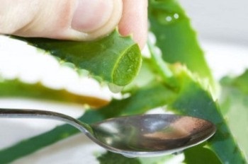 Aloe vera gyógyító tulajdonságok és ellenjavallatok (ellenjavallatok) Aloe vera gyógyító tulajdonságai és ellenjavallatai
