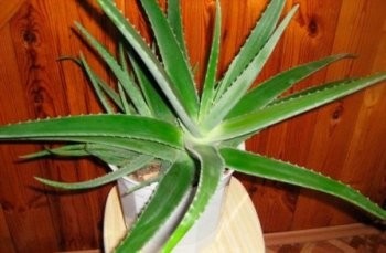 Aloe vera proprietăți de vindecare și contraindicații