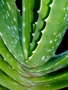 Aloe vera - rețete utile în medicina populară, testate de mai multe generații