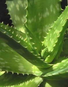 Aloe vera - rețete utile în medicina populară, testate de mai multe generații