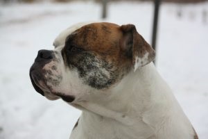 Bulldog american - fotografie, descriere a rasei, pui (pret si unde sa cumpere), 