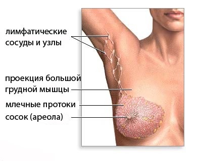 Anatomie și metode de examinare a glandelor mamare