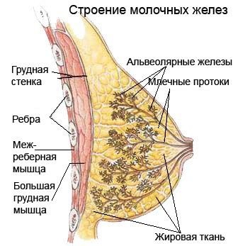 Anatomie și metode de examinare a glandelor mamare