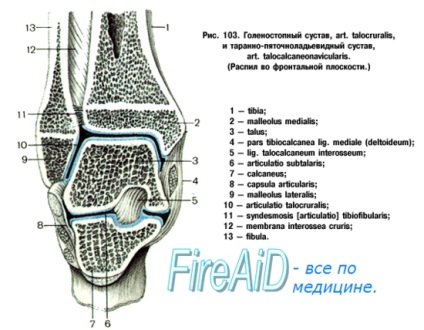 Anatomia articulației oaselor inferioare ale picioarelor