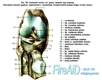 Anatomia articulației oaselor inferioare ale picioarelor