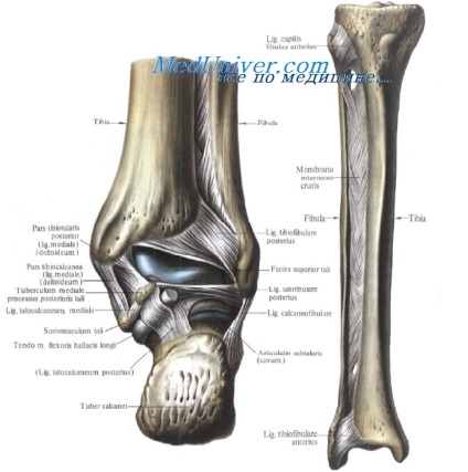 Anatomia articulației oaselor inferioare ale picioarelor