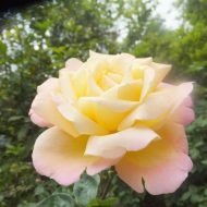Trandafiri englezi celebre soiuri și de îngrijire pentru ei