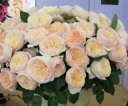 Trandafiri englezi celebre soiuri și grija pentru ei